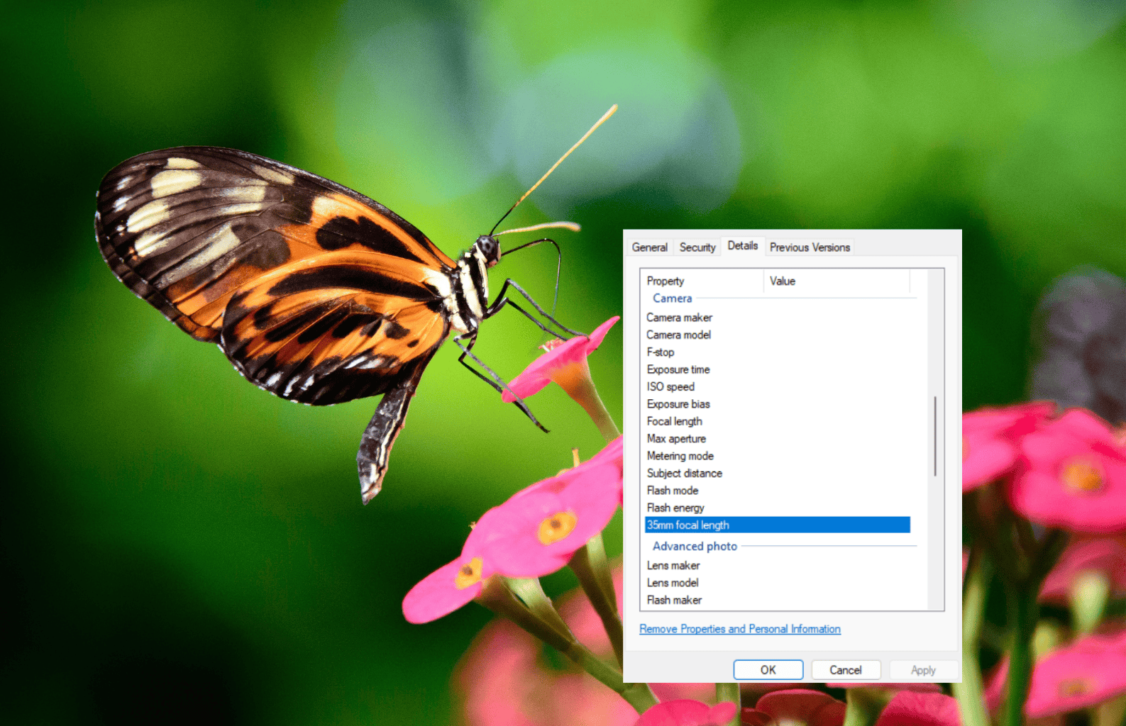 A close-up of a butterfly on a flower with an overlay showing image file properties including camera details.